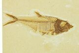 Plate of Two Fossil Fish (Diplomystus) - Wyoming #295593-3